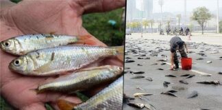 lluvia de peces en texas