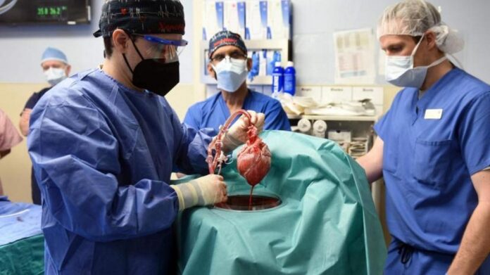 trasplante de corazón de cerdo - trasplante de corazón de cerdo