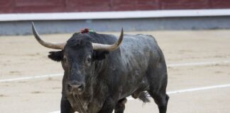 Toro saltó barrera Feria del Sol - Noticias Ahora