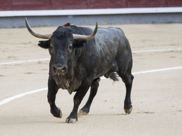 Toro saltó barrera Feria del Sol - Noticias Ahora