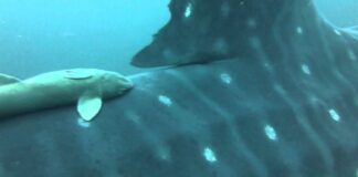 Capturan tiburón ballena en Chichiriviche