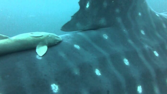 Capturan tiburón ballena en Chichiriviche