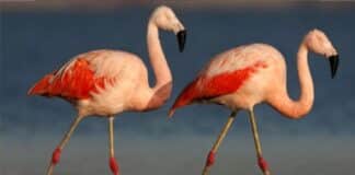 Flamencos rosados