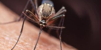 2.796 casos de malaria en Venezuela
