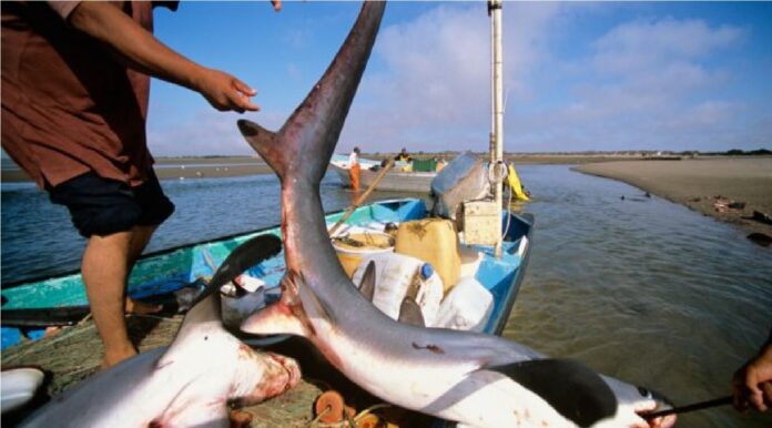 contrabando de aletas de tiburón