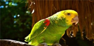 tráfico de aves