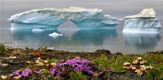 extraño florecimiento en la Antártida