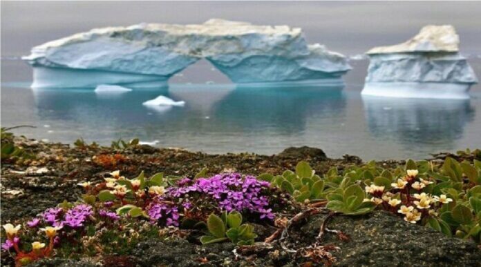 extraño florecimiento en la Antártida