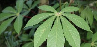 beneficios de la hoja de yuca