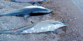 delfines muertos en una costa de México