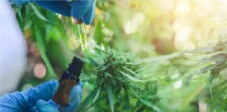 ley para promover el sector del cannabis medicinal