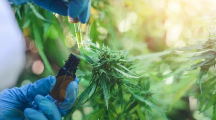 ley para promover el sector del cannabis medicinal