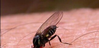 Alarman por la "mosca negra" en España