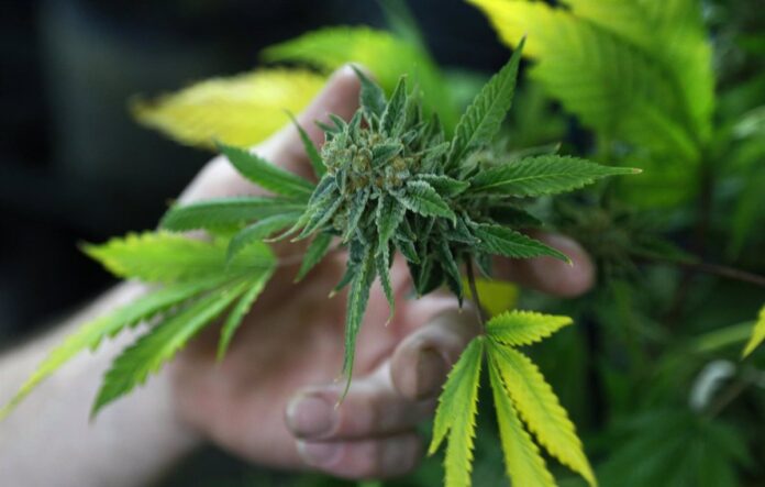 Brasil autoriza cultivo de cannabis