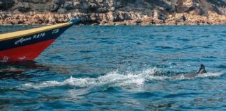 Delfines en las costas de Anzoátegui