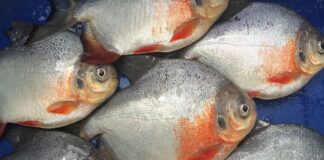 Prohíben la pesca de Cachama