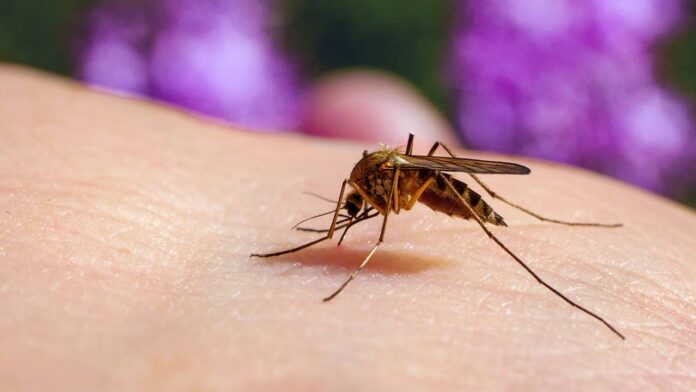 Falcón registra aumento de paludismo 