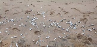 Pescadores en alerta por peces muertos en Puerto Píritu