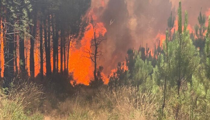 Calcinadas hectáreas en Burdeos