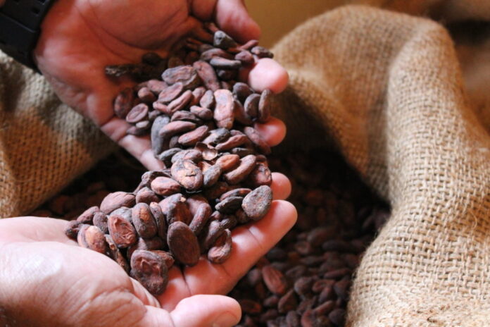 Venezuela producirá 30 mil toneladas de Cacao