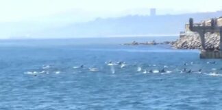 Manada de delfines en Valparaíso