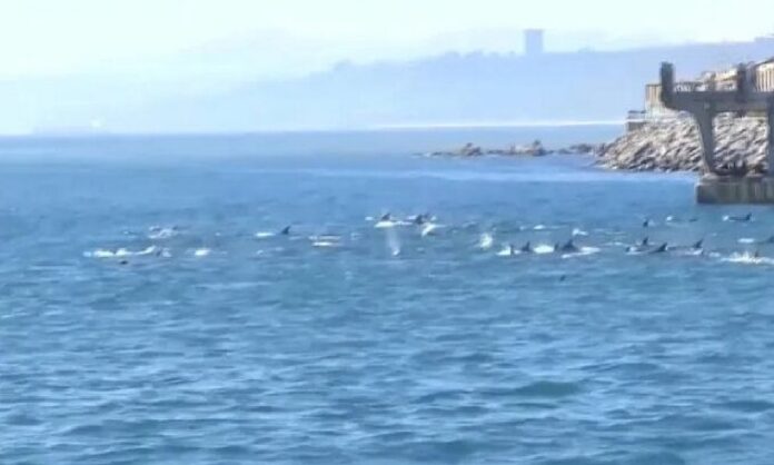 Manada de delfines en Valparaíso