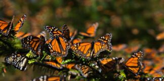 Mariposa monarca peligro de extinción