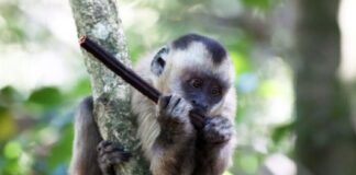 Mono capuchino roba en las casas