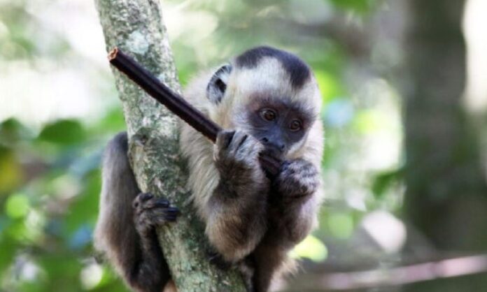 Mono capuchino roba en las casas