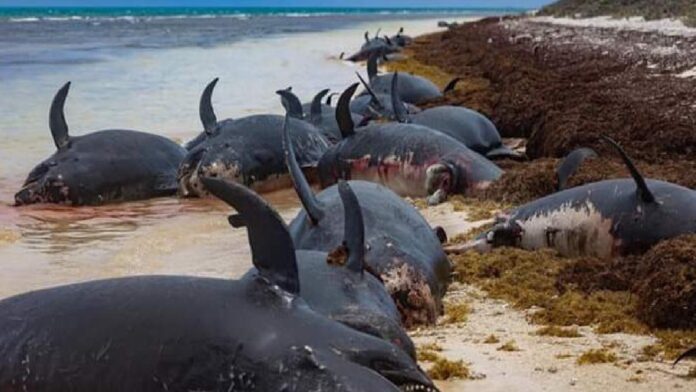 Mueren 50 ballenas en Islas Vírgenes Británicas