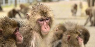 ataques de monos en Japón