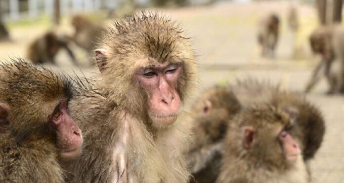 ataques de monos en Japón