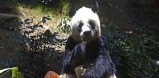 el panda más anciano del mundo