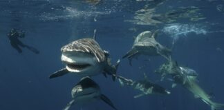 mujer muere atacada por un tiburón en el mar Rojo