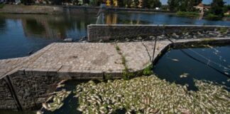 peces mueren en río checo