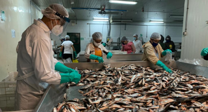 Venezuela exportará pescado tahalí