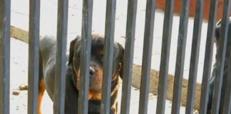 Ataque Rottweilers a venezolanas
