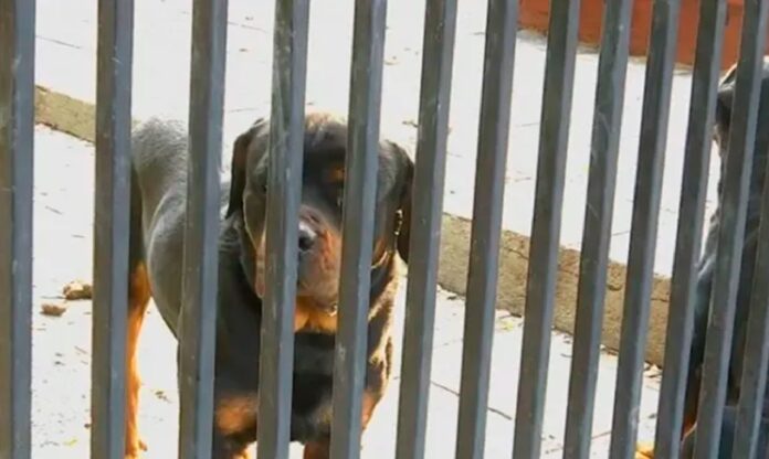 Ataque Rottweilers a venezolanas