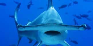 Tiburón martillo en costas guaireñas