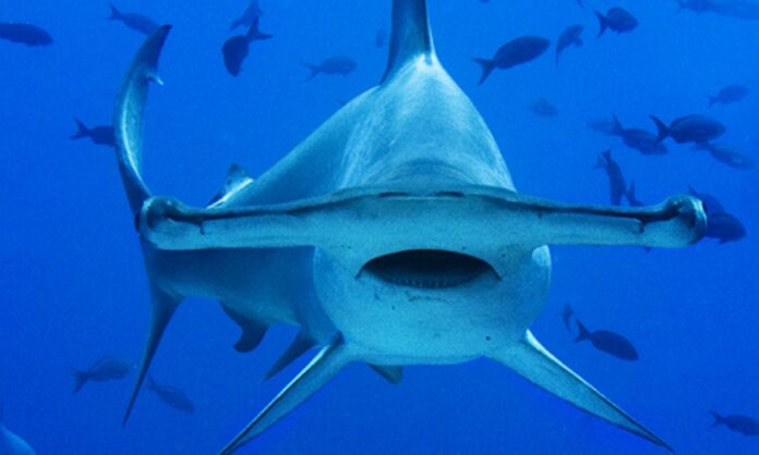 Tiburón martillo en costas guaireñas