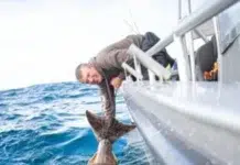 Gigante halibut