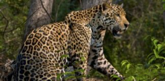 video del jaguar selva del Darién
