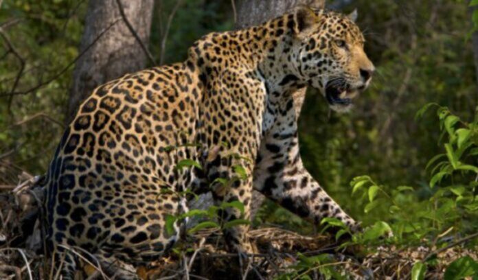 video del jaguar selva del Darién