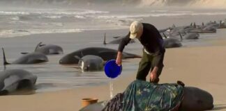 Mueren 200 ballenas varadas