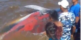 Salvan ballena en Delta Amacuro
