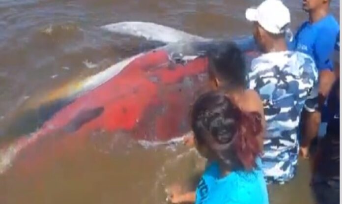 Salvan ballena en Delta Amacuro