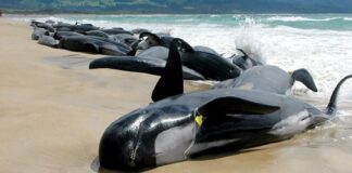 cachalotes murieron en Australia