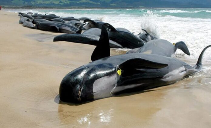 cachalotes murieron en Australia