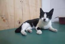 gatita comunitaria atropellada