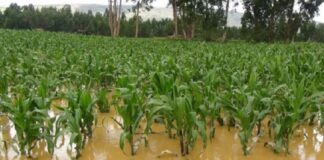 Lluvias afectan cosechas
